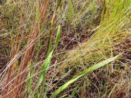 Aristea spiralis